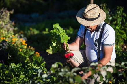 Jean-Luc Brendel – Hotels &amp; Restaurants in Riquewihr in Alsace | The Kobelsberg gardens