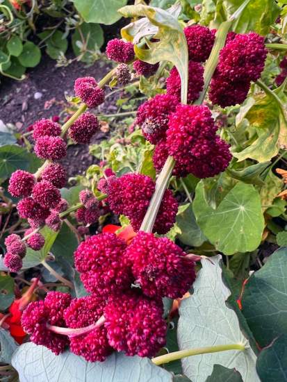 epinard fraise du jardin du kobelsberg
