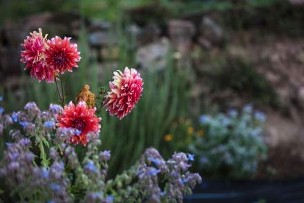 Jean-Luc Brendel – Hotels &amp; Restaurants in Riquewihr in Alsace | The Kobelsberg gardens