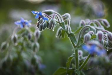 Jean-Luc Brendel | Tuile Jardin de Kobelsberg<br />
 