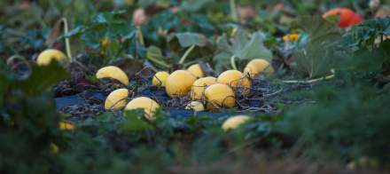 Jean-Luc Brendel – Hotels &amp; Restaurants in Riquewihr in Alsace | The Kobelsberg gardens<br />
 