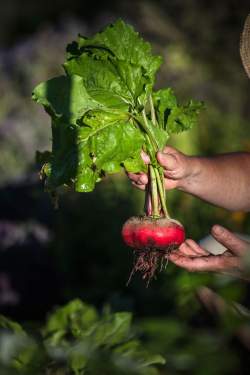 Jean-Luc Brendel – Hotels &amp; Restaurants in Riquewihr in Alsace | The Kobelsberg gardens