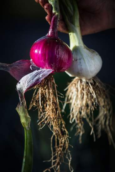 Jean-Luc Brendel – Hotels &amp; Restaurants in Riquewihr in Alsace | The Kobelsberg gardens